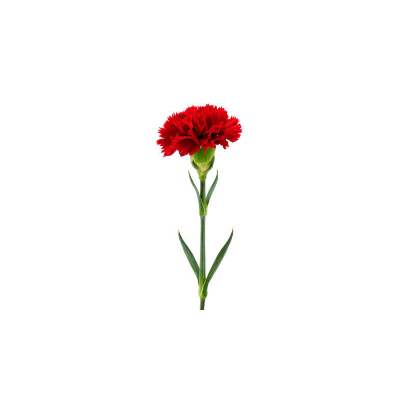 Carnation