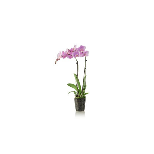 Orchidėja "Phalaenopsis"