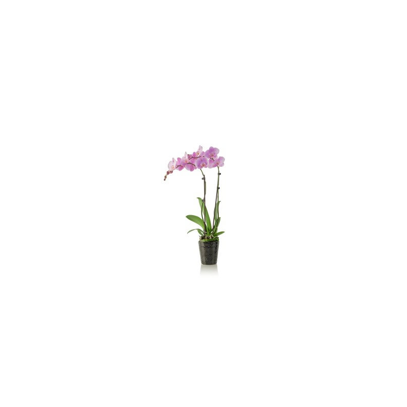 Orchid "Phalaenopsis"